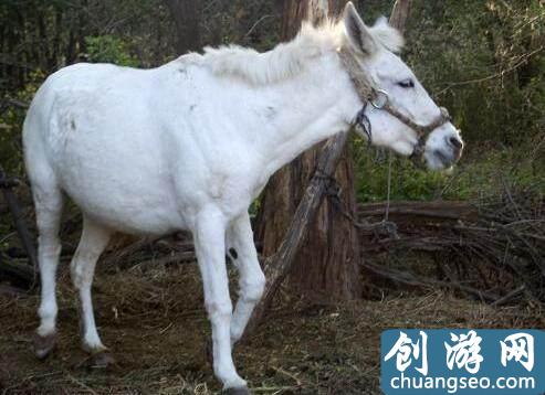 中國(guó)古代傳說級(jí)別的十大寶馬坐騎，排名第一的最后封為八部天龍